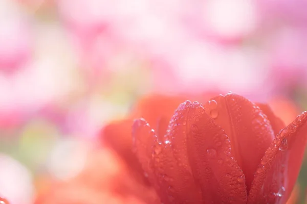 Tulipano Rosso Fiore Primo Piano Con Goccia Pioggia — Foto Stock