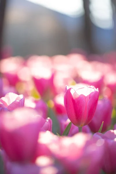 Rood Witte Tulpenbloem Close — Stockfoto