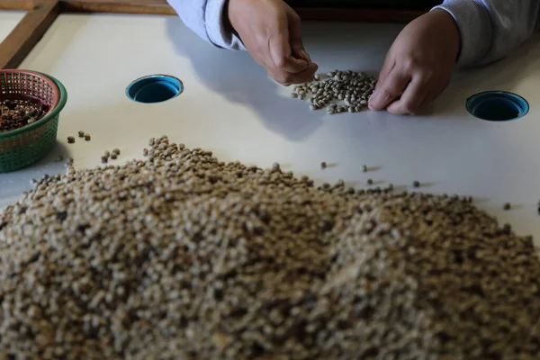 Pracownicy Hands Wybierając Ziarna Kawy Fabryce Kawy — Zdjęcie stockowe