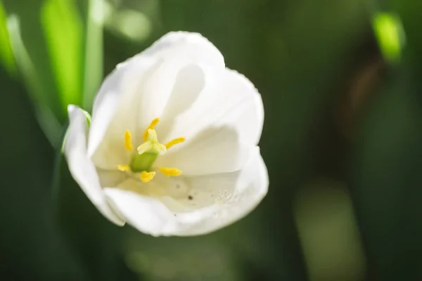 Белый Цветок Тюльпана Крупным Планом — стоковое фото