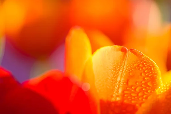 Tulipano Arancione Fiore Primo Piano Con Goccia Pioggia — Foto Stock