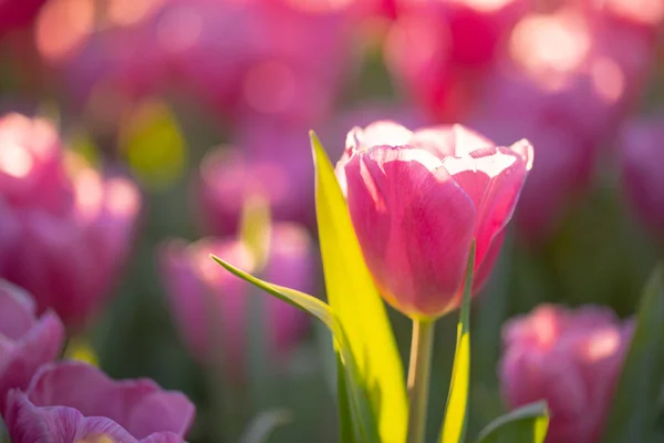 Vermelho Flor Tulipa Branca Close — Fotografia de Stock