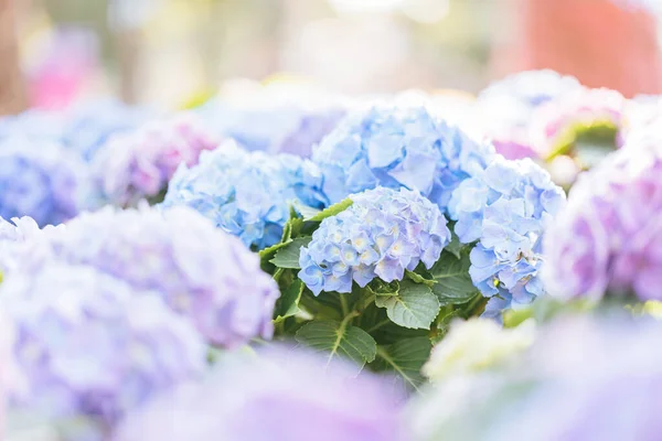 Hortensia Fleur Gros Plan Avec Lumière Soleil — Photo