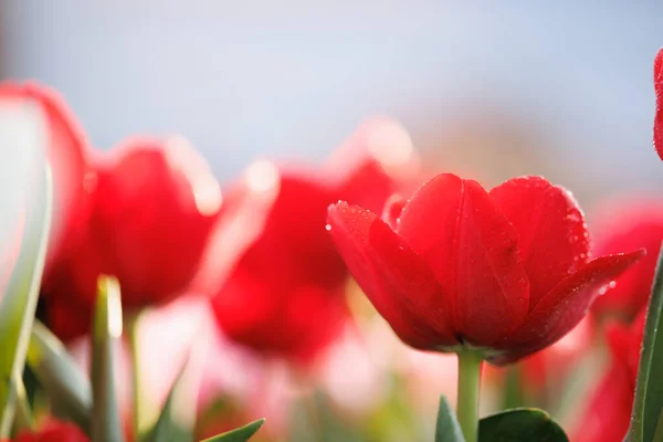 Красный Цветок Тюльпана Непосредственной Близости Каплей Дождя — стоковое фото