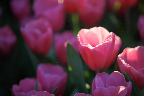 Rot Weiße Tulpenblüte Nahaufnahme — Stockfoto