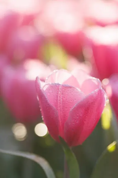 Rood Witte Tulpenbloem Close — Stockfoto