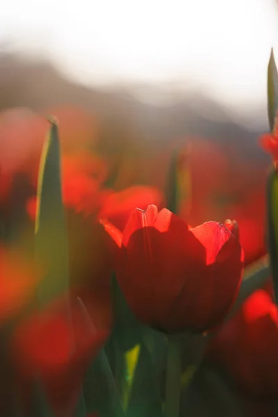 Rød Tulipanblomst Nærheten Regndråper – stockfoto