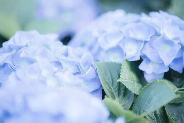 パステルブルーの色で近くにアジサイの花 — ストック写真