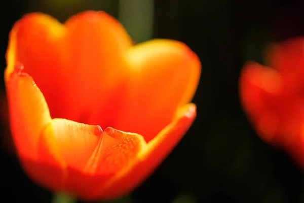 Rød Hvit Tulipanblomst Nær – stockfoto