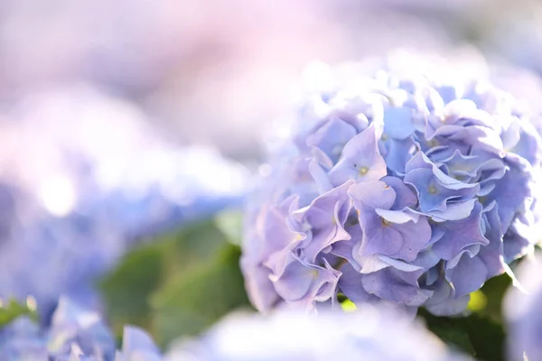 水仙花 与淡蓝色的近缘花 — 图库照片