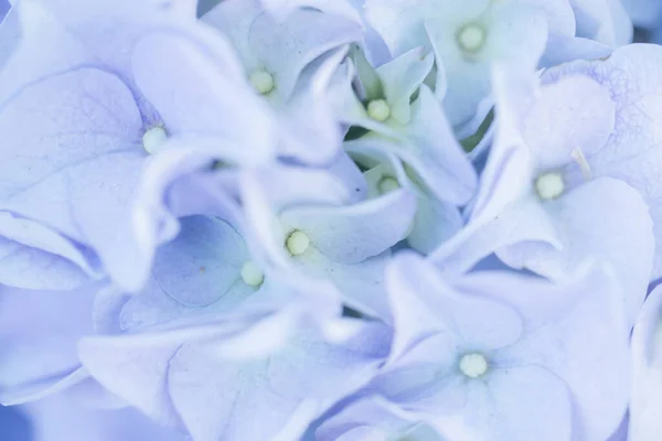 Hydrangea Flower Close Pastel Blue Colors — Stock Photo, Image