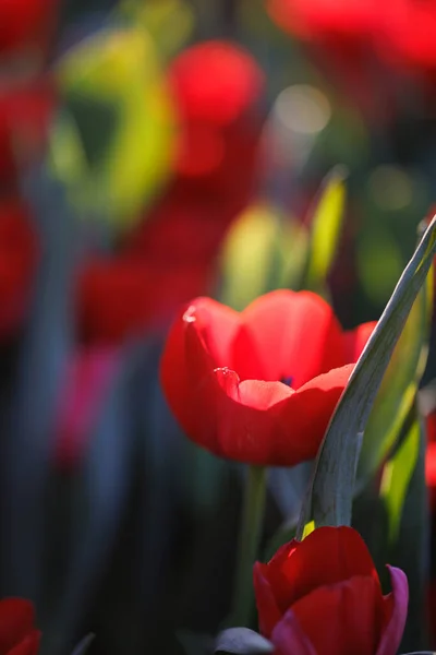 Rød Tulipanblomst Nærheten Regndråper – stockfoto