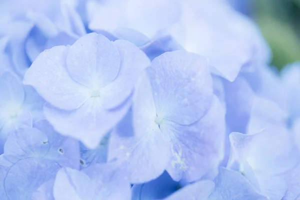 Цветок Гортензии Тесном Контакте Пастельно Голубыми Цветами — стоковое фото