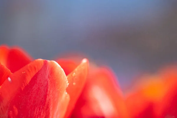 Rode Tulp Bloem Close Met Regendruppel — Stockfoto