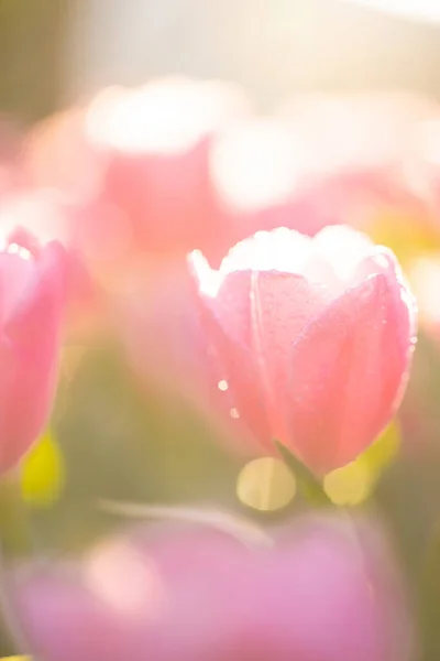 Červená Bílá Tulipán Květina Zblízka — Stock fotografie