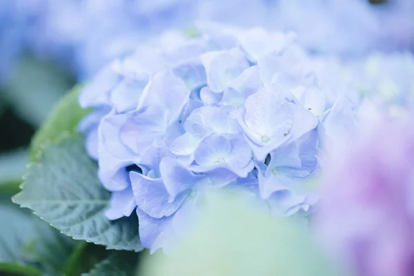 パステルブルーの色で近くにアジサイの花 — ストック写真