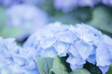 Ortanca çiçeği, pastel mavi renklerle yakın plan.