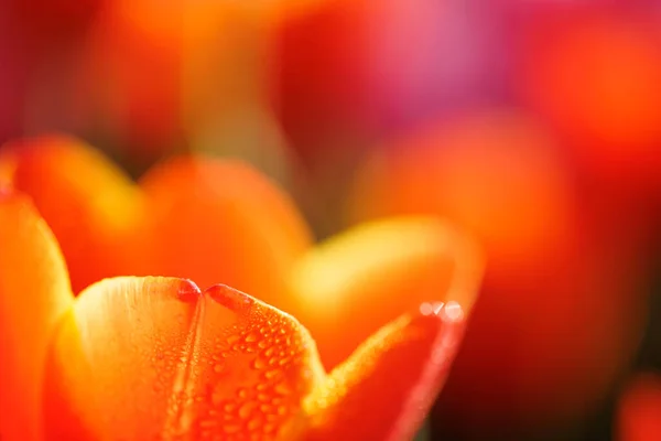 Oranje Tulp Bloem Close Met Regendruppel — Stockfoto
