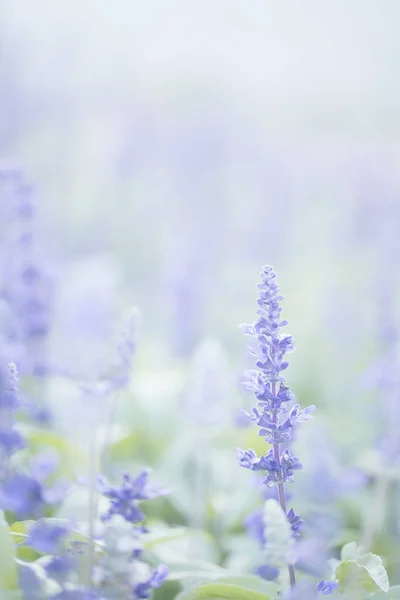 Gros Plan Fleurs Lavande Couleur Bleu Pastel — Photo