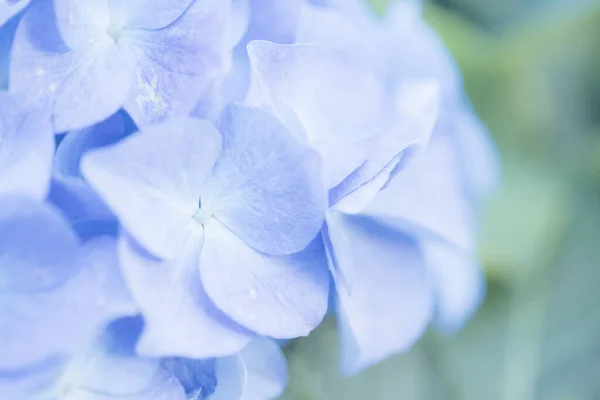 Hortensia Blomma Närbild Med Pastellblå Färger — Stockfoto