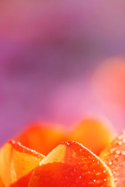 Oranje Tulp Bloem Close Met Regendruppel — Stockfoto