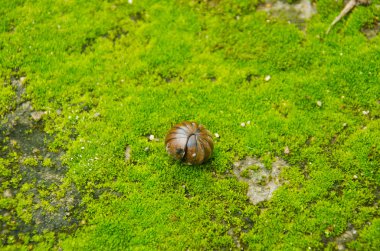 pill yosun kadar haddelenmiş böcek.