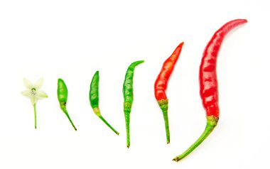 adım adım büyüyen