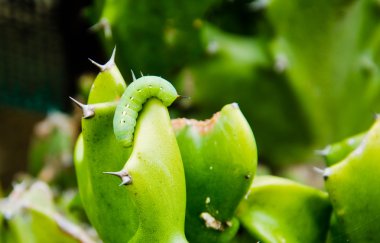 Caterpillar kaktüsün üstüne