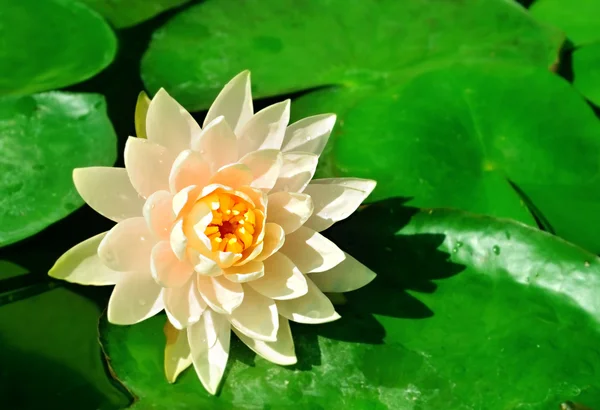 Flor de loto en el agua —  Fotos de Stock