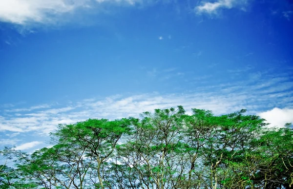 Ramas de árboles contra el cielo en la naturaleza —  Fotos de Stock