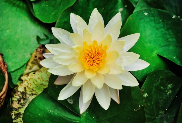 Flor de loto en el agua —  Fotos de Stock