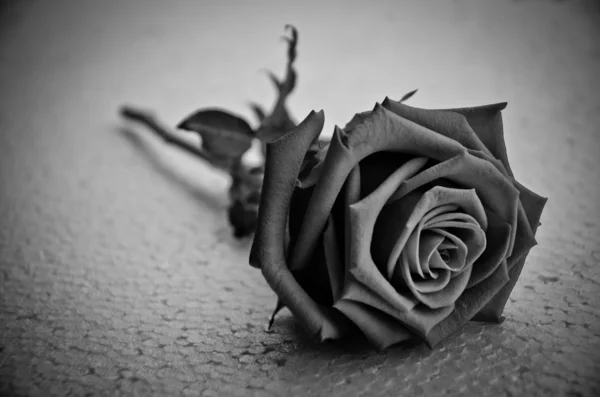 Egyetlen gyönyörű vörös rózsa elszigetelt fehér háttér — Stock Fotó