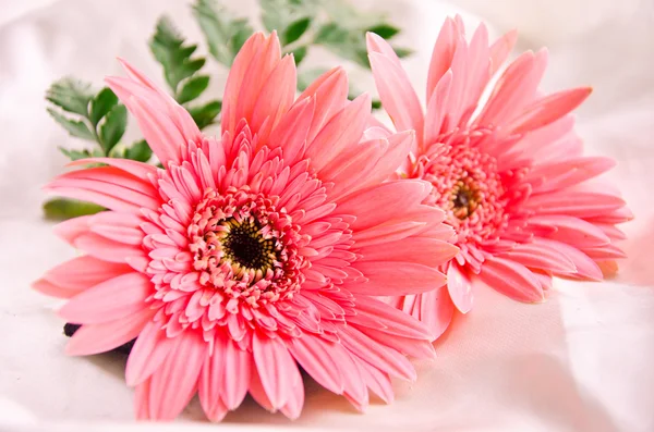 Pink Flowers — Stock Photo, Image