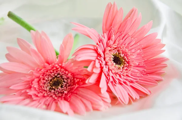 Duas flores cor de rosa — Fotografia de Stock