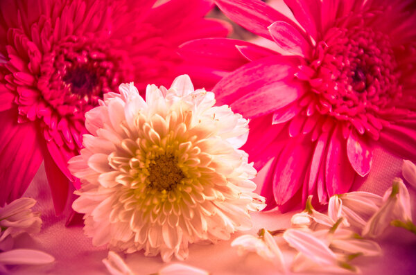 Розовые цветы
