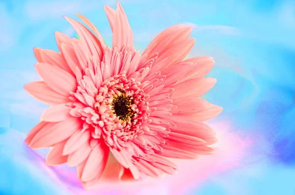 Flores cor de rosa — Fotografia de Stock