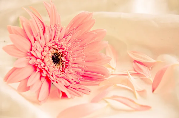 Pink Flowers — Stock Photo, Image