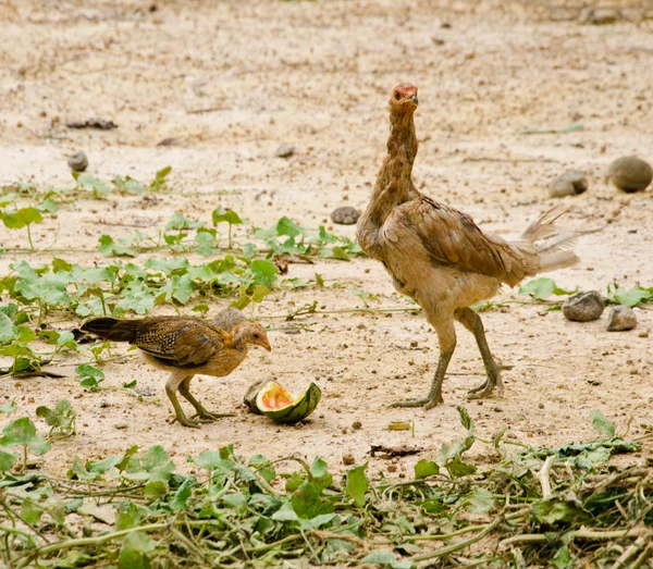 Huhn — Stockfoto