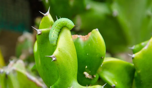 Gąsienica na kaktus — Zdjęcie stockowe
