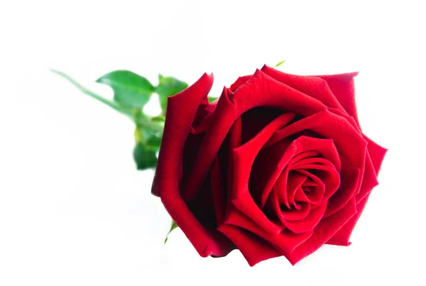 Red rose — Stock Photo, Image