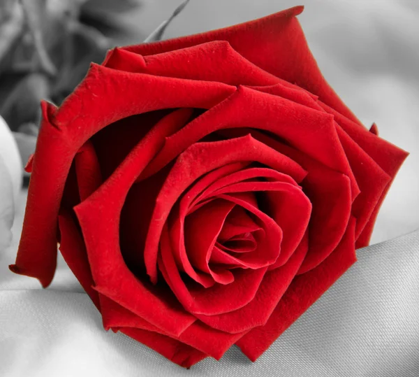 Red rose — Stock Photo, Image