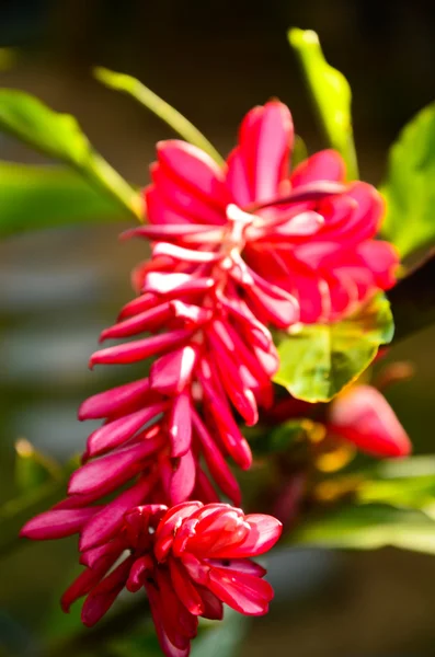 Jengibre antorcha contra el crecimiento tropical exuberante — Foto de Stock