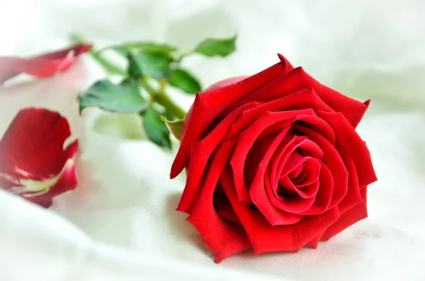 Red rose Royalty Free Stock Photos