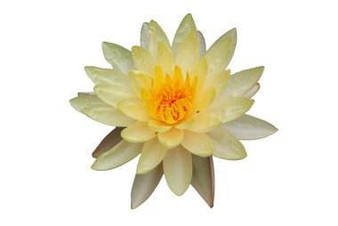 Lotus çiçeği.