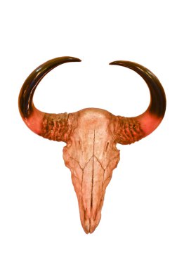 Beyaz arka plan üzerinde izole buffalo skull
