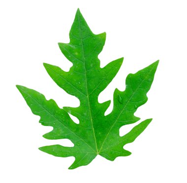 Papaya yaprağı bembeyaz