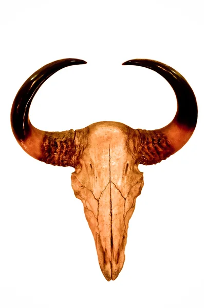 Crânio de búfalo isolado no fundo branco — Fotografia de Stock