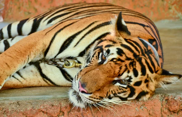 Tiger — Stock Photo, Image