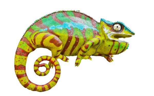 (Inggris) Chameleon Furcifer Pardalis — Stok Foto