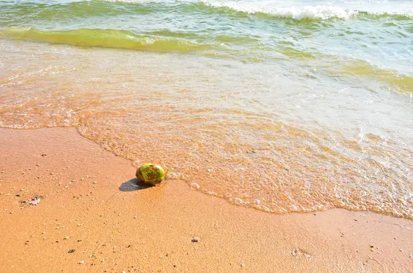 Kabuk surf — Stok fotoğraf